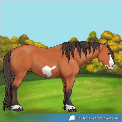 Horse Color:Bay Frame 