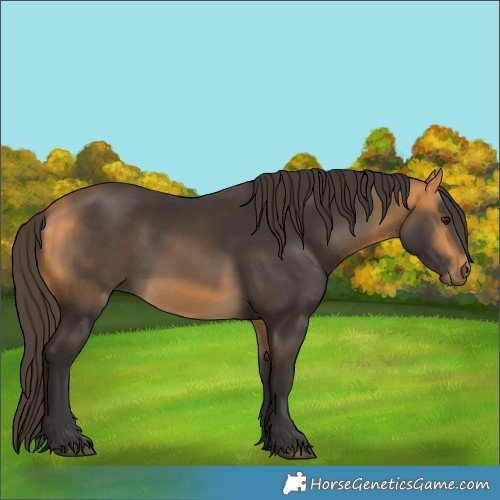 Horse Color:Buckskin