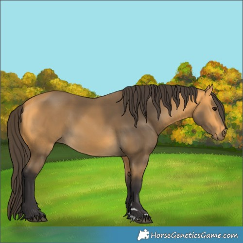 Horse Color:Buckskin 