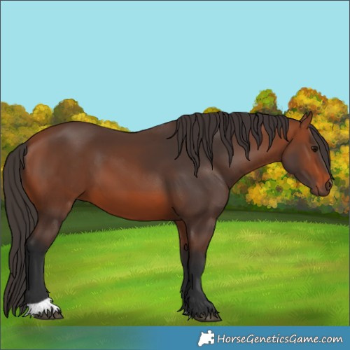 Horse Color:Bay 