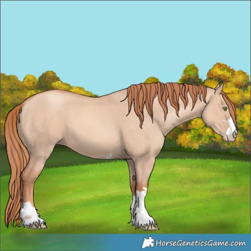 Horse Color:Gold Champagne Dun 