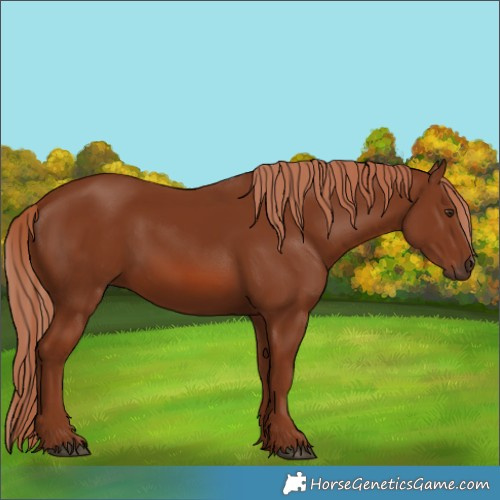 Horse Color:Chestnut 