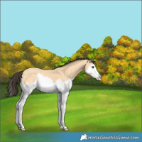 Horse Color:Buckskin Splash