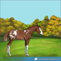 Horse Color:Chestnut Splash Blanket Rabicano