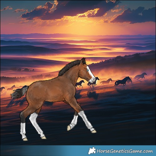 Horse Color:Bay Splash 