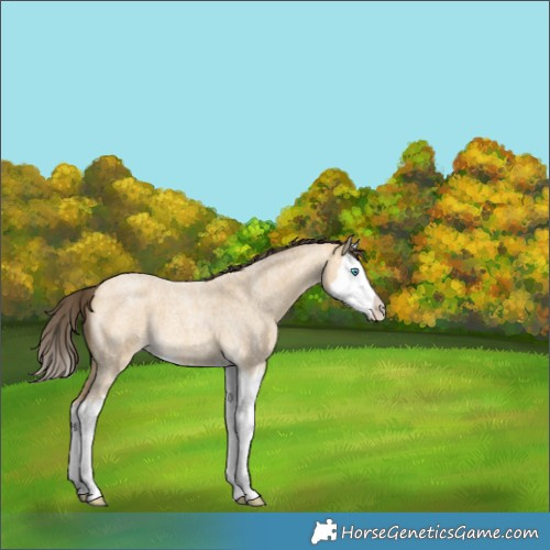 Horse Color:Amber Cream Champagne Roan Splash 
