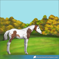 Horse Color:Bay Splash Tobiano Rabicano