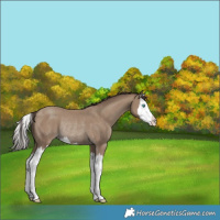 Horse Color:Classic Champagne Splash Rabicano