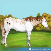 Horse Color:Red Dun Splash Near Leopard