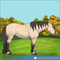 Horse Color:Buckskin 