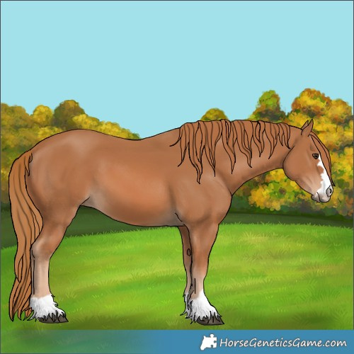 Horse Color:Chestnut 