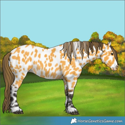 Horse Color:Buckskin Appaloosa 