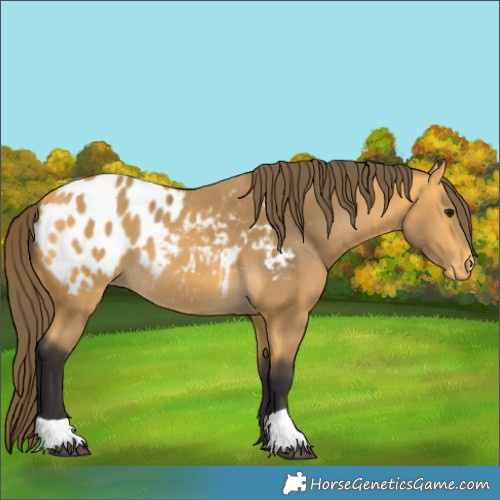 Horse Color:Buckskin Appaloosa 