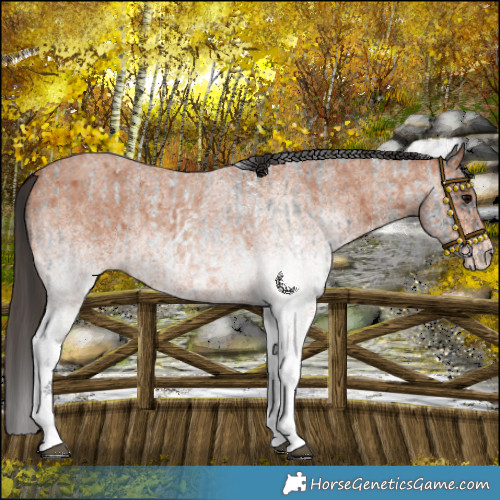 Horse Color:White Spotted Blue Roan Rabicano and White Spotted Bay Roan Rabicano