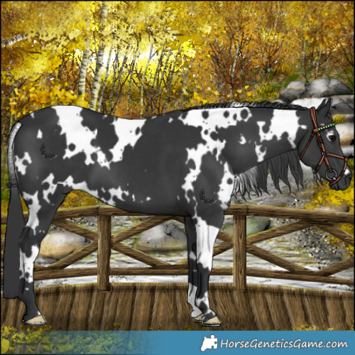 Horse Color:White Spotted Black