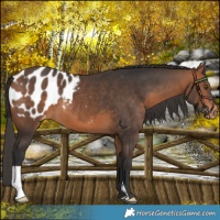 Horse Color:Bay Blanket