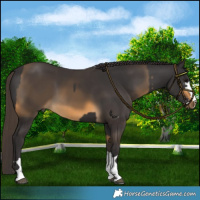 Horse Color:Smoky Black and Buckskin