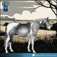 Horse Color:Gray Black Tobiano
