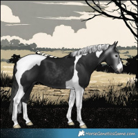 Horse Color:Gray Black Tobiano