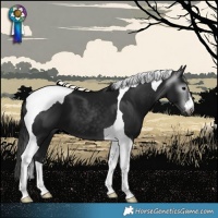 Horse Color:Gray Black Tobiano 