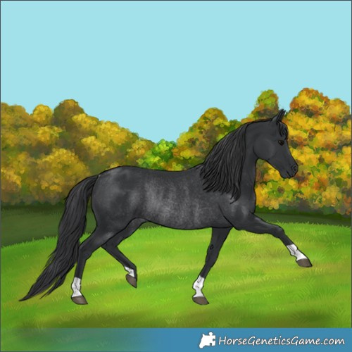Horse Color:Black Rabicano 