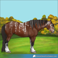 Horse Color:Powder White Gray Bay 
