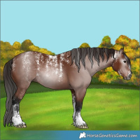 Horse Color:Powder White Gray Bay 