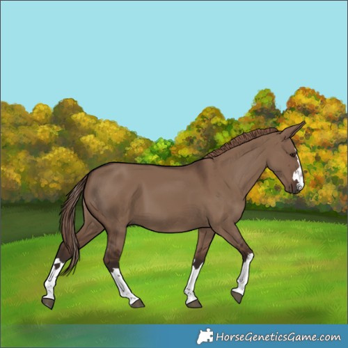 Horse Color:Liver Red Dun 