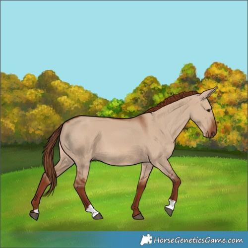 Horse Color:Red Dun