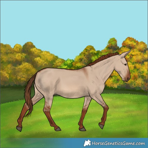 Horse Color:Red Dun