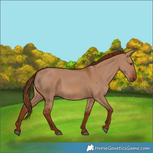 Horse Color:Red Dun 