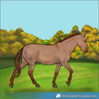 Horse Color:Red Dun 