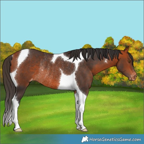 Horse Color:Bay Tobiano Appaloosa Rabicano 