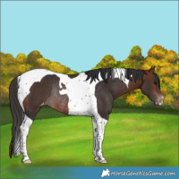 Horse Color:Bay Tobiano Appaloosa Rabicano