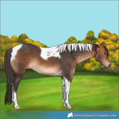 Horse Color:Bay Tobiano 