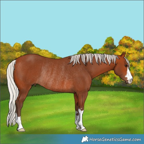Horse Color:Silver Bay Rabicano 
