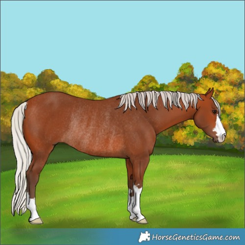 Horse Color:Silver Bay Rabicano