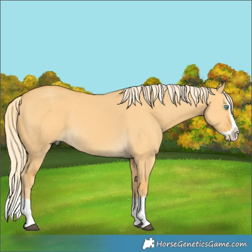 Horse Color:Palomino Dun Splash 