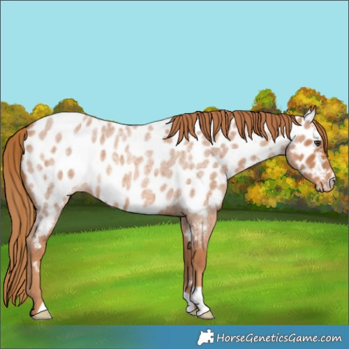 Horse Color:Red Roan Appaloosa