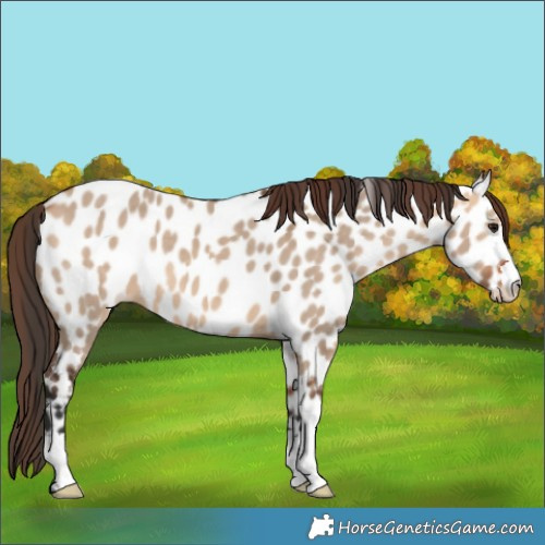 Horse Color:Bay Dun Appaloosa 