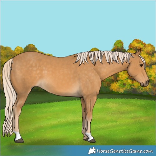 Horse Color:Palomino 