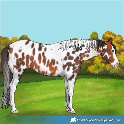 Horse Color:Bay Splash Tobiano Appaloosa Rabicano 