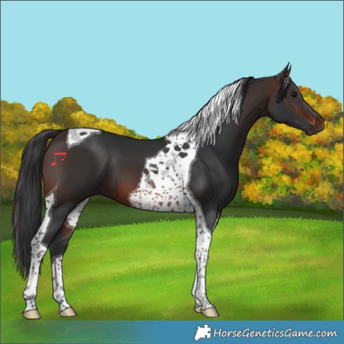 Horse Color:Brown Tobiano 