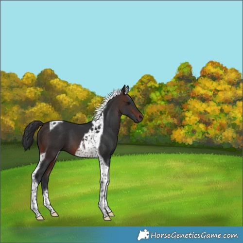 Horse Color:Brown Tobiano 