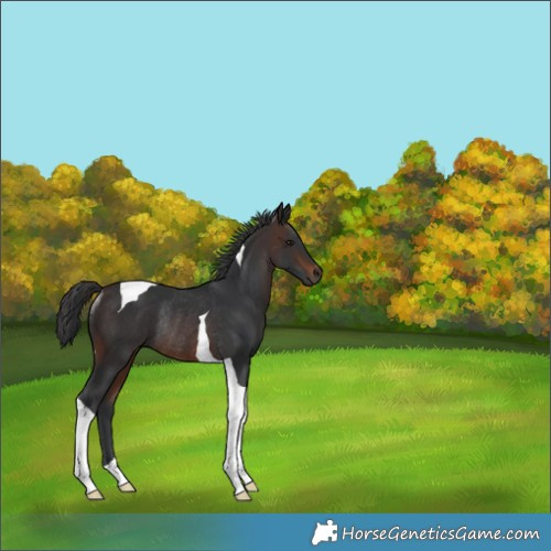 Horse Color:Brown Tobiano Rabicano 