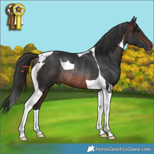 Horse Color:Brown Tobiano Rabicano 