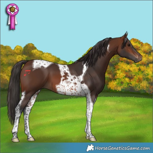 Horse Color:Brown Tobiano 