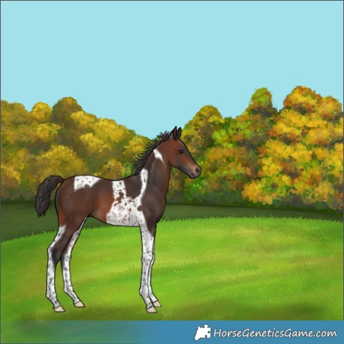 Horse Color:Brown Tobiano 