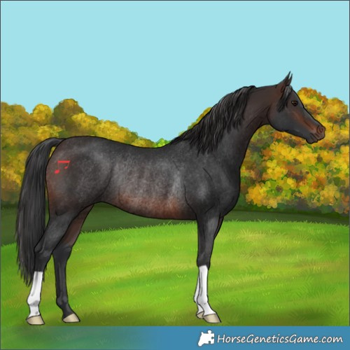 Horse Color:Brown Rabicano 