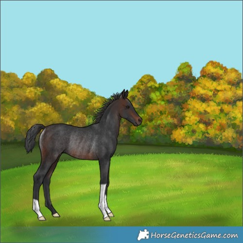 Horse Color:Brown Rabicano 